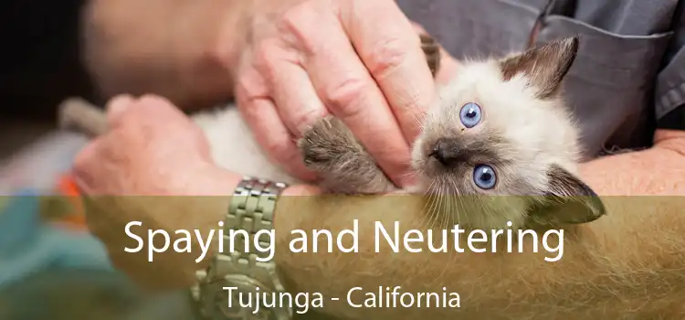 Spaying and Neutering Tujunga - California