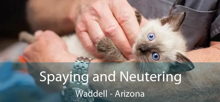 Spaying and Neutering Waddell - Arizona