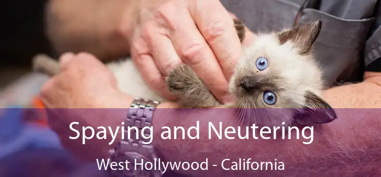 Spaying and Neutering West Hollywood - California