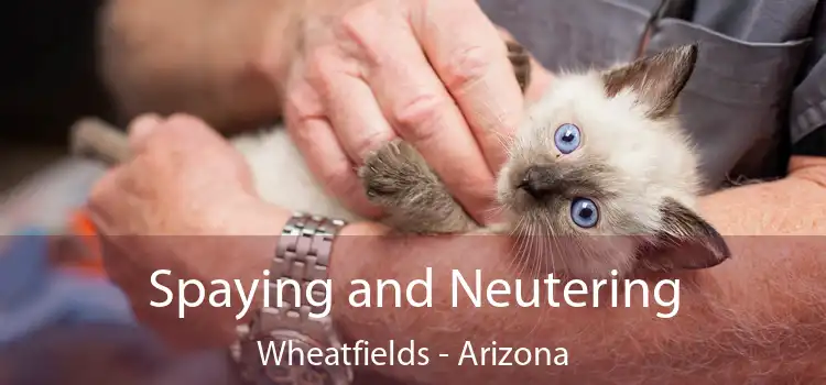 Spaying and Neutering Wheatfields - Arizona
