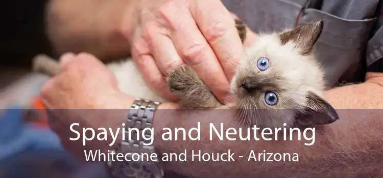 Spaying and Neutering Whitecone and Houck - Arizona