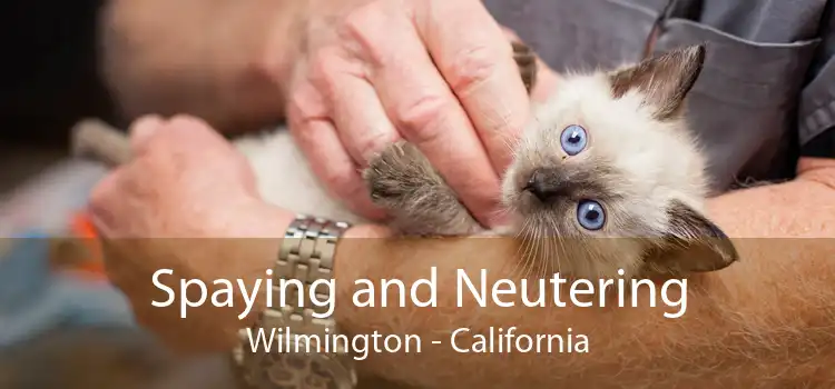 Spaying and Neutering Wilmington - California