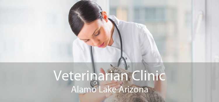 Veterinarian Clinic Alamo Lake Arizona