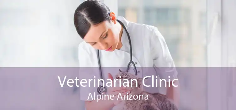 Veterinarian Clinic Alpine Arizona