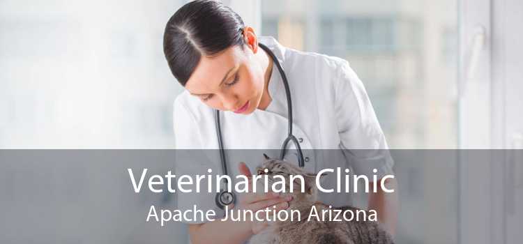 Veterinarian Clinic Apache Junction Arizona