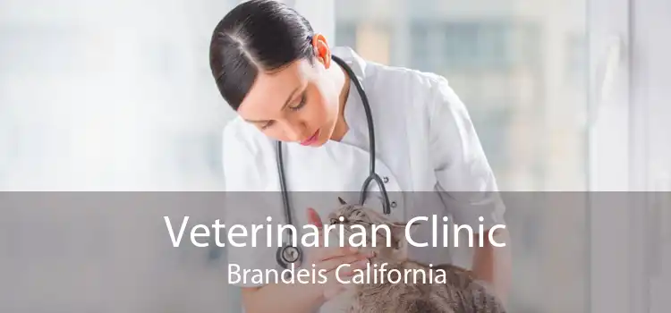 Veterinarian Clinic Brandeis California