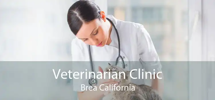 Veterinarian Clinic Brea California