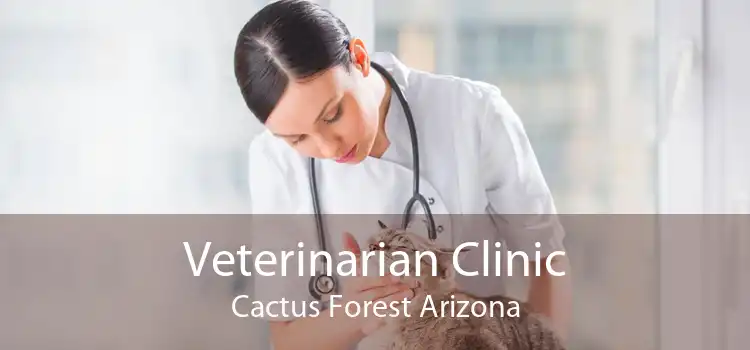 Veterinarian Clinic Cactus Forest Arizona
