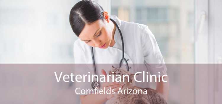 Veterinarian Clinic Cornfields Arizona