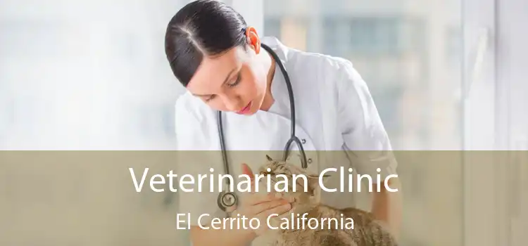 Veterinarian Clinic El Cerrito California
