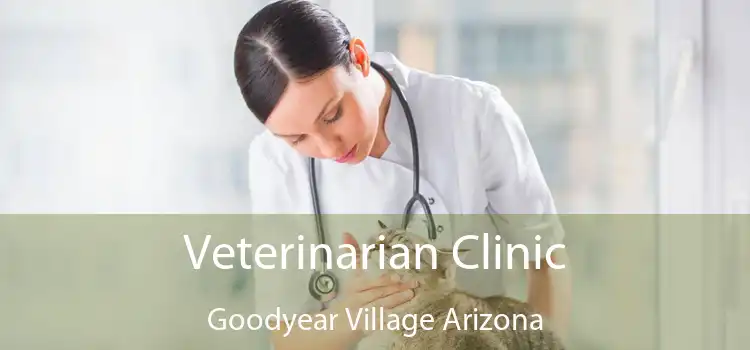 Veterinarian Clinic Goodyear Village Arizona