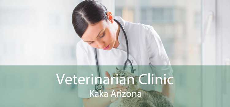 Veterinarian Clinic Kaka Arizona