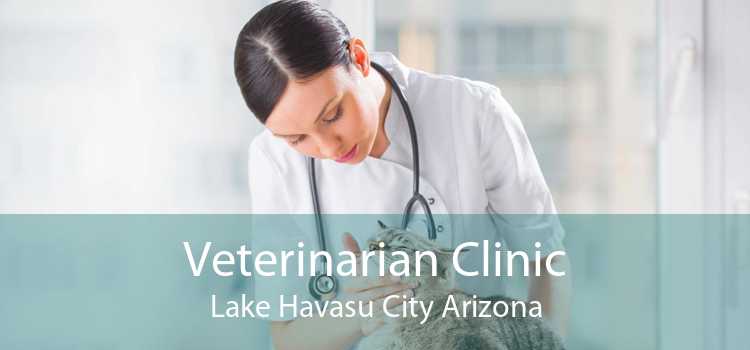 Veterinarian Clinic Lake Havasu City Arizona