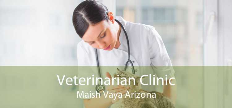 Veterinarian Clinic Maish Vaya Arizona