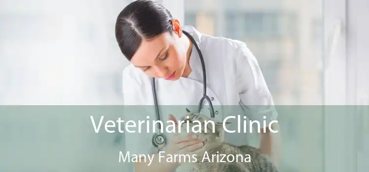 Veterinarian Clinic Many Farms Arizona