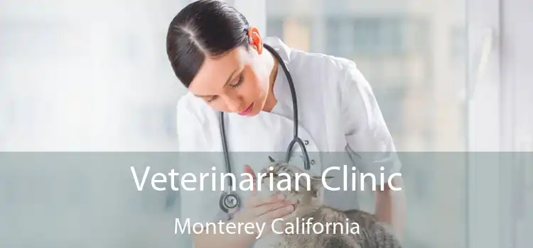Veterinarian Clinic Monterey California