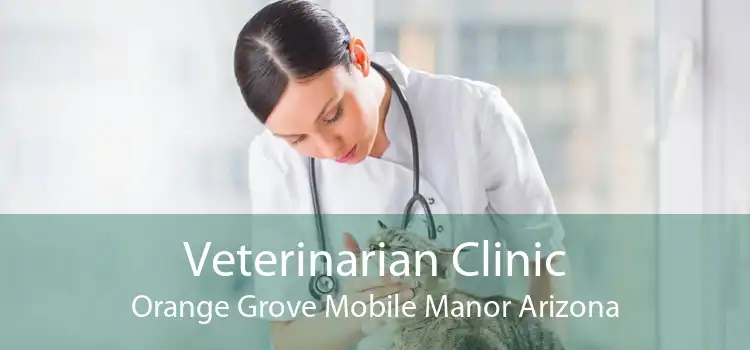 Veterinarian Clinic Orange Grove Mobile Manor Arizona