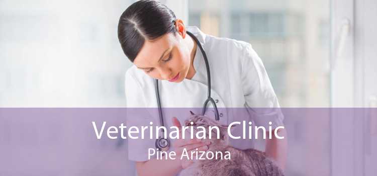 Veterinarian Clinic Pine Arizona
