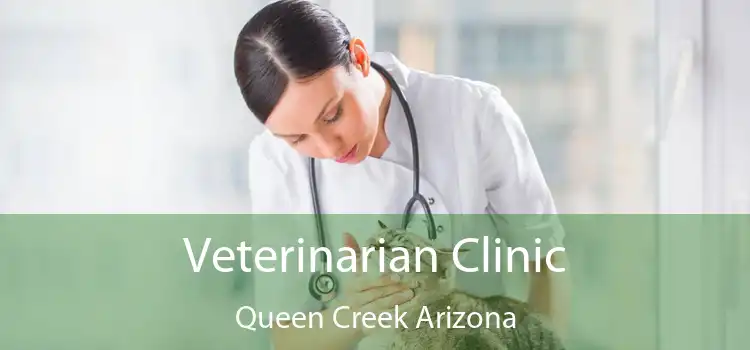 Veterinarian Clinic Queen Creek Arizona