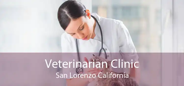Veterinarian Clinic San Lorenzo California