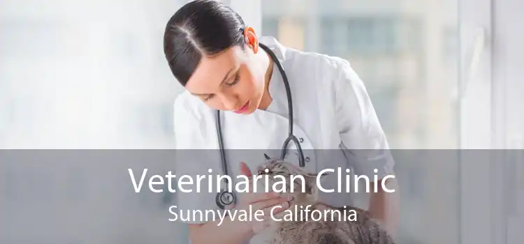 Veterinarian Clinic Sunnyvale California