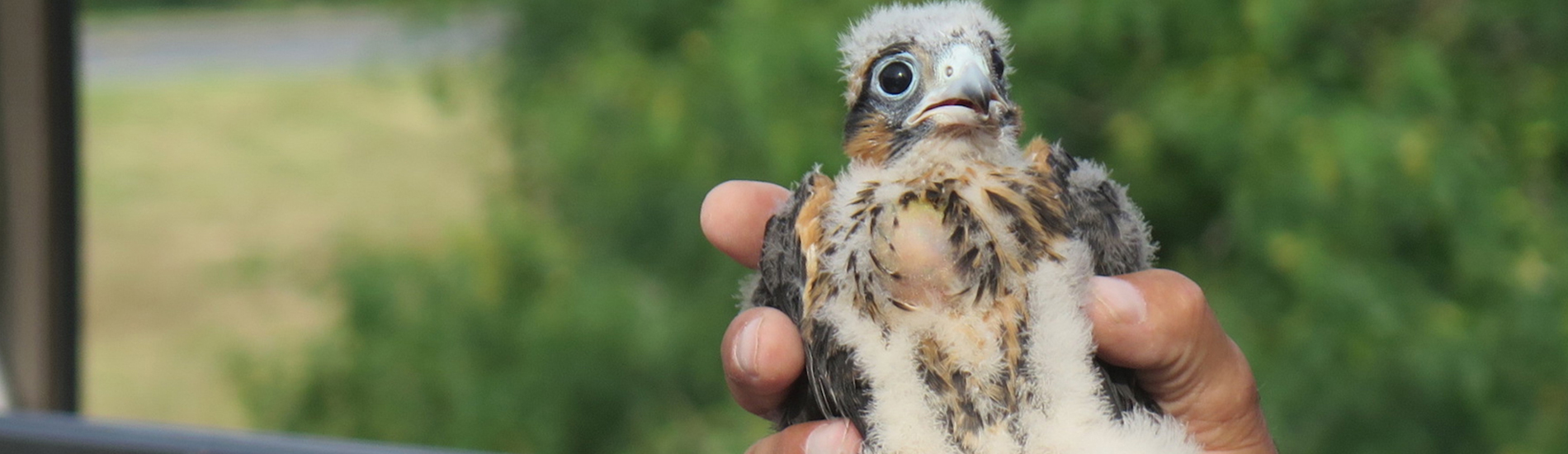 Bird Vet Yuma Emergency Exotic Avian Vet Near Me