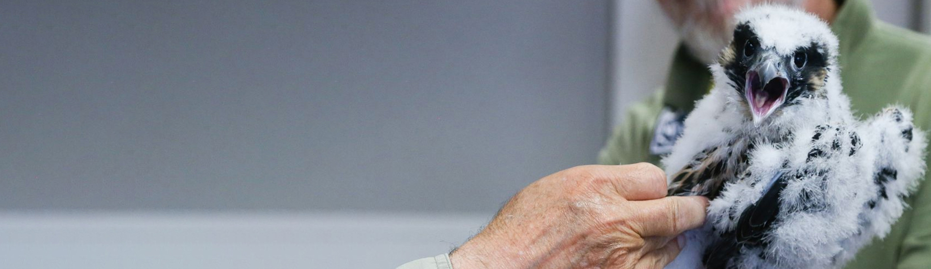 Bird Vet El Cajon Emergency Exotic Avian Vet Near Me