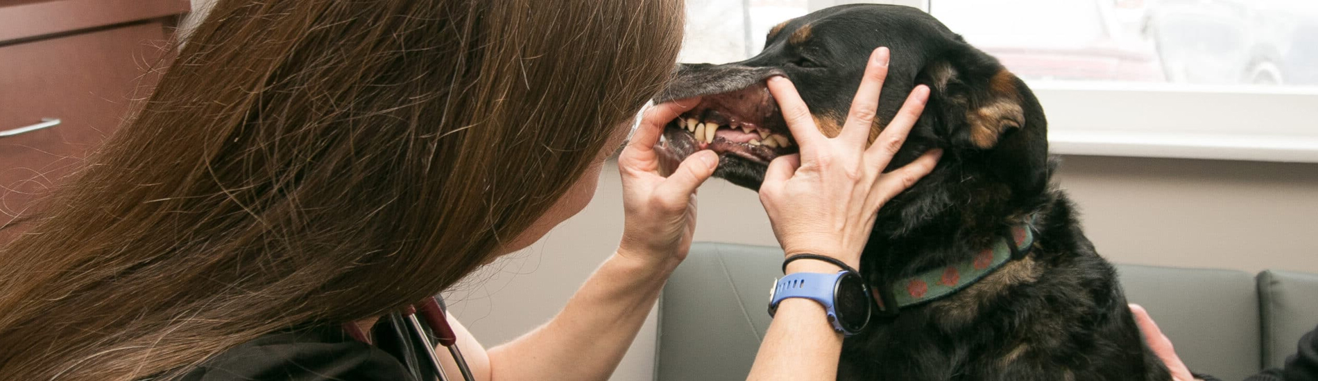 Dog Dentist Wagon Wheel