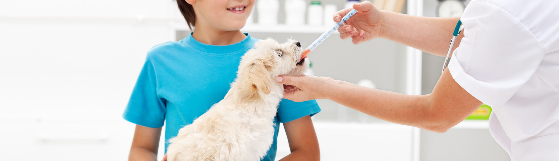 Dog Vaccinations Surfside Low Cost Dog Vaccinations Near Me