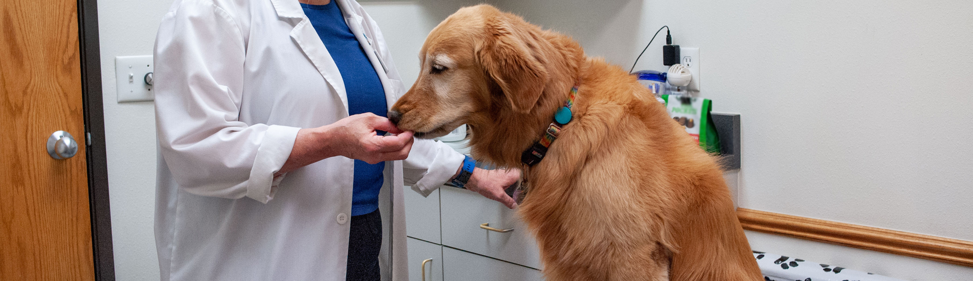 Emergency Vet Surprise 24 Hour Emergency Vet Near Me