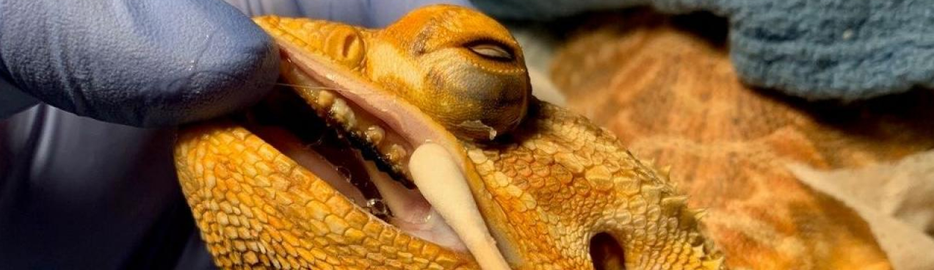 Reptile Vet Nicasio 24 Hour Reptile Vet Near Me