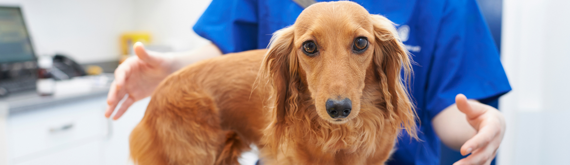 Spaying And Neutering Yuma Low Cost Pet Spay And Neuter Clinic