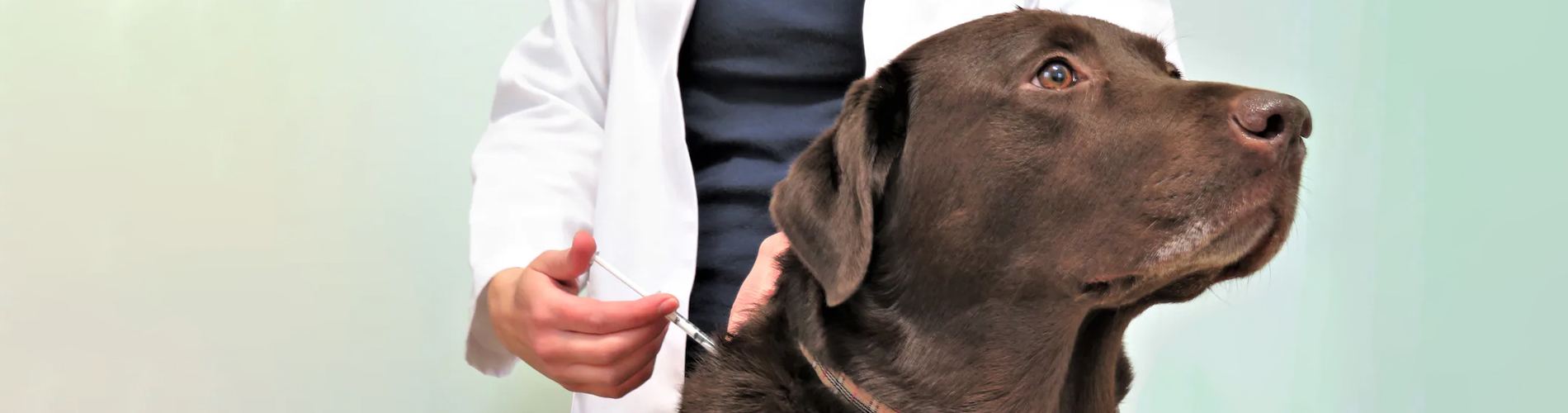 Veterinarian Clinic Emergency Vet And Pet Clinic Near Me