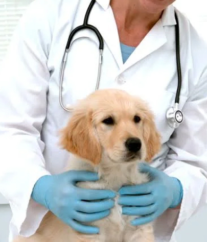 Spring Valley Animal Hospital