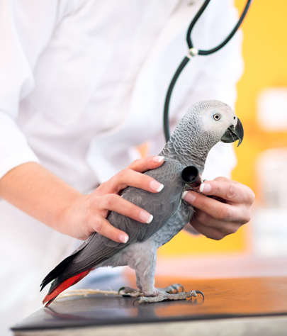 Bird Vet