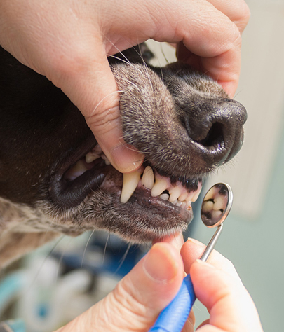 Chilchinbito Dog Dentist