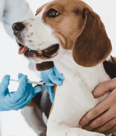 Dog Vaccinations in Lower Santan Village