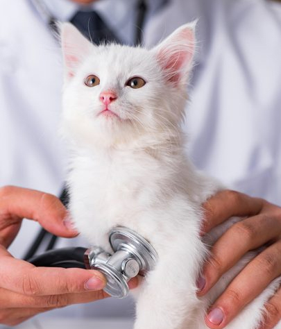 Newport Coast Emergency Vet