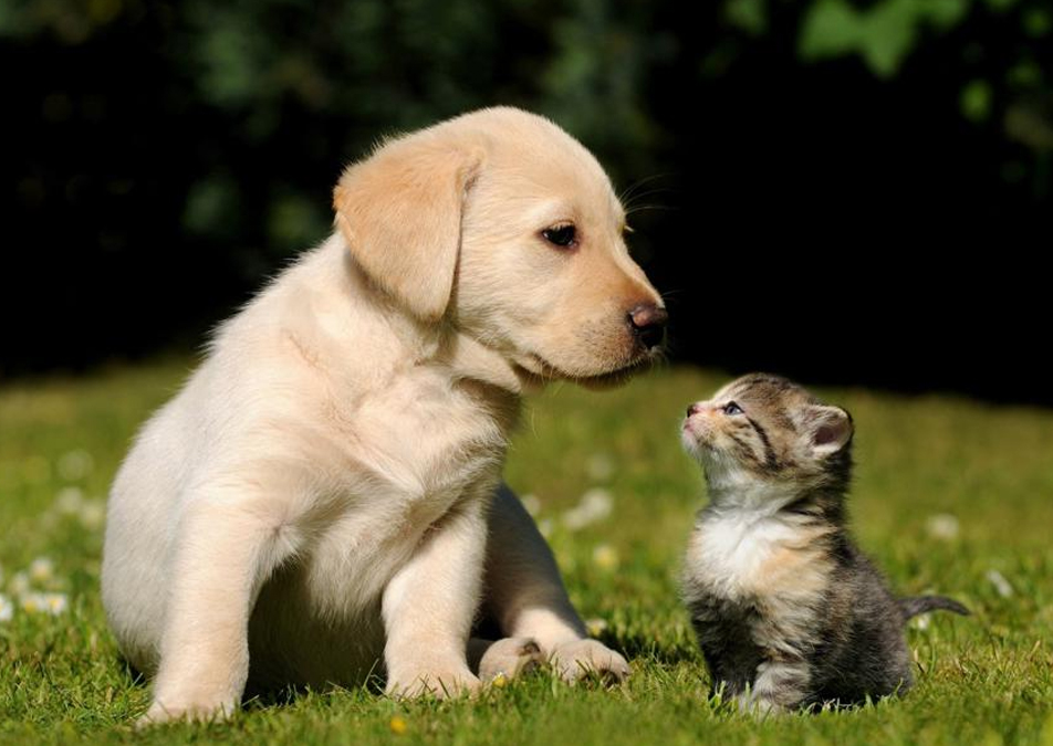 quality veterinarian services in Newport Coast
