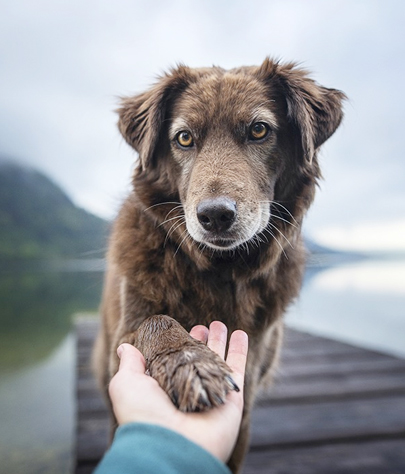 Pet Euthanasia in Munds Park