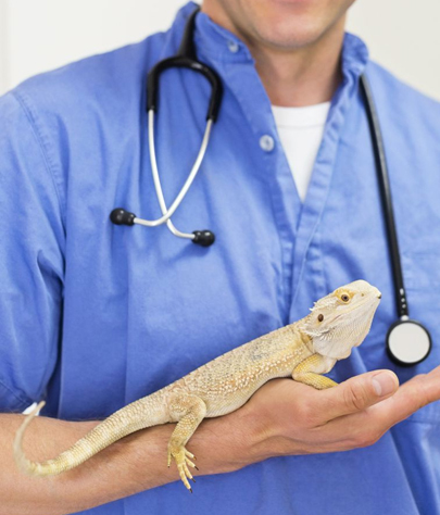 Fort Mohave Reptile Vet