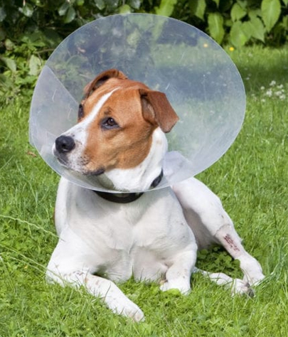 Globe Spaying And Neutering