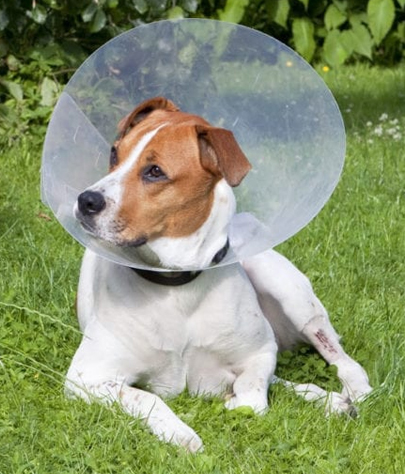Newport Coast Spaying And Neutering