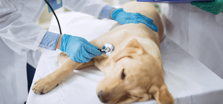 Fortuna Foothills pet emergency hospital