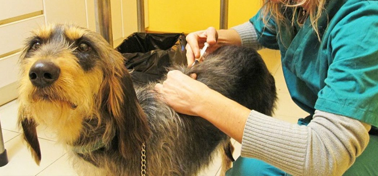 dog vaccination dispensary in Centennial Park